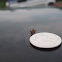 Treehopper - Entylia carinata