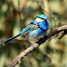 Splendid Fairy Wren