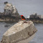 Vermilion Flycatcher