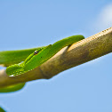 Green Vine Snake