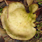 Fungus