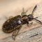 Hairy Darkling Beetle