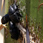 (Mating) Yucca Weevil