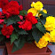Begonia