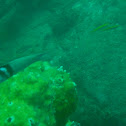 Thalassoma azul