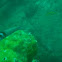 Thalassoma azul