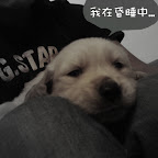  Baby diamond 