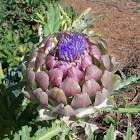 Artichoke