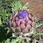 Artichoke