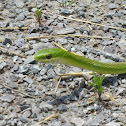 Rough green snake