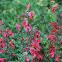 Red sage