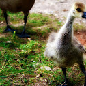 Gosling