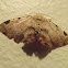 Noctuidae moth