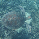 Green Sea Turtle