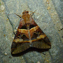 Indomitable Melipotis Moth