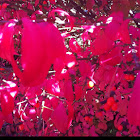 Burning Bush
