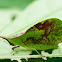 Leaf Mimic Grasshopper