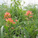 Indian Paintbrush