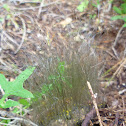 Phycomyces blakesleeanus