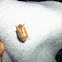European chafer