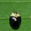 Tortoise Beetle