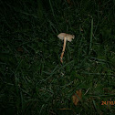 Fairy Ring Champignon?