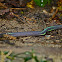 worm