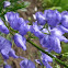 Monkshood