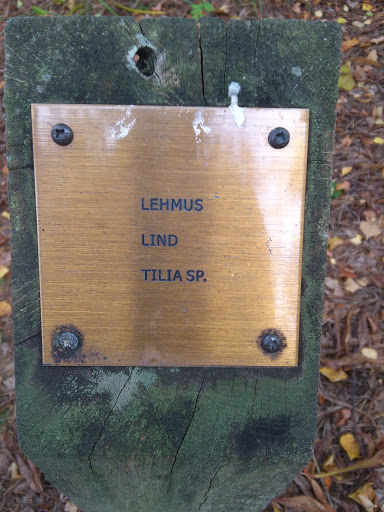 Lehmus