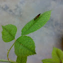 An unknown Fly ( एक अज्ञात मक्खी )