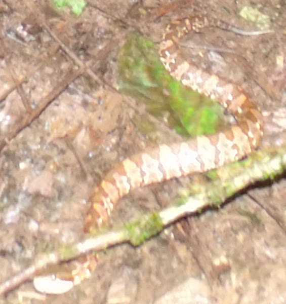 Mexican Jumping Viper Project Noah