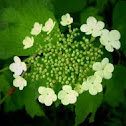 European Cranberrybush