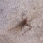 Unknown spotting