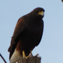Harris hawk