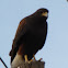 Harris hawk