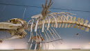 Large Ancient Whale Skeleton