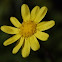 Euryops pectinatus 
