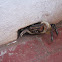 Crab
