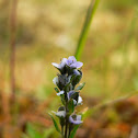 Alpine Speedwell, Veronica