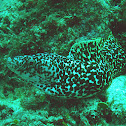 Spotted moray