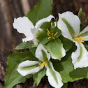 Large White Trillium