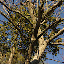 Eastern Mistletoe