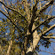 Eastern Mistletoe