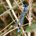Damselfly