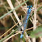 Damselfly