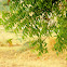Green Bee-eater