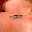 Hickory Tussock Moth