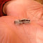 Hickory Tussock Moth