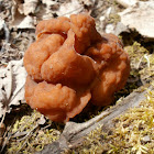 False Morel