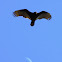 Turkey Vulture